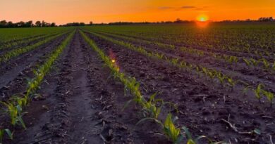 Corn Growers Call for Action on E15 to Offset Rising Gas Prices