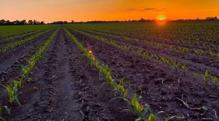 Corn Growers Call for Action on E15 to Offset Rising Gas Prices