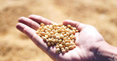 Brazil Soybean Estimate Unchanged at 178.0 Million Tons Brazil Soybean Estimate Unchanged at 178.0 Million Tons