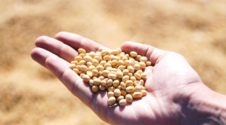 Brazil Soybean Estimate Unchanged at 178.0 Million Tons