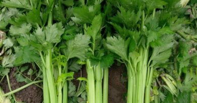 Celery Breeding Innovation