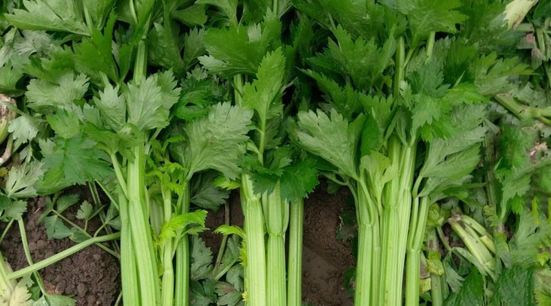 Celery Breeding Innovation