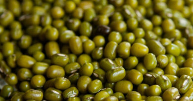 Balanced Nutrition Becomes Critical for Mung Bean Cultivation: The Role of Groplus Balanced Nutrition Becomes Critical for Mung Bean Cultivation: The Role of Groplus