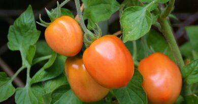 India’s Horticulture Production Estimated at 370.85 Million Tonnes in 2025–26, Up from 354.74 Million Tonnes in 2023–24 India’s Horticulture Production Estimated at 370.85 Million Tonnes in 2025–26, Up from 354.74 Million Tonnes in 2023–24