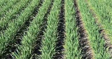 Aclonifen Herbicide Helping Win The Numbers Game In Cropping Programs