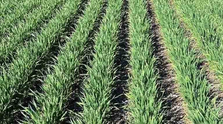 Aclonifen Herbicide Helping Win The Numbers Game In Cropping Programs