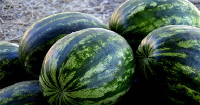 Global Times: Fresh Stories From The Fields: Why Does Watermelon Stay Sweet All Year Round? Global Times: Fresh Stories From The Fields: Why Does Watermelon Stay Sweet All Year Round?