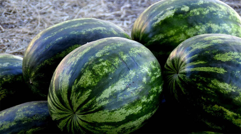 Global Times: Fresh Stories From The Fields: Why Does Watermelon Stay Sweet All Year Round?