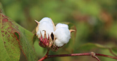 Multidimensional Advances Of Organic Cotton Farming: New FiBL synthesis highlights 16 Years Of Evidence