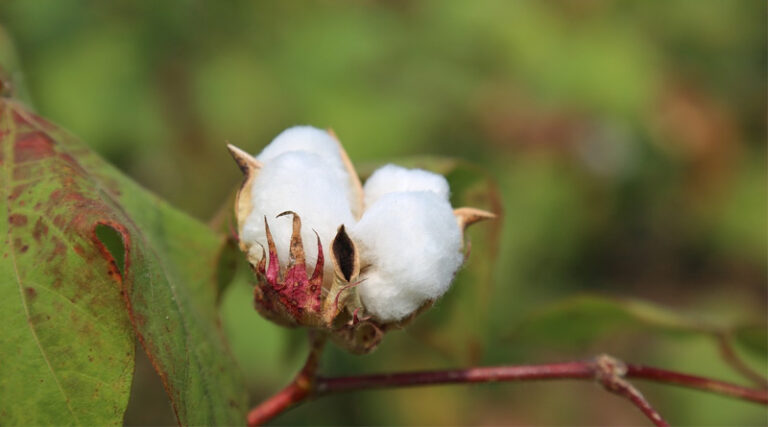 Multidimensional Advances Of Organic Cotton Farming: New FiBL synthesis highlights 16 Years Of Evidence