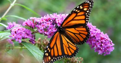 Migratory Eastern Monarch Butterflies Remain At Risk of Extinction Migratory Eastern Monarch Butterflies Remain At Risk of Extinction