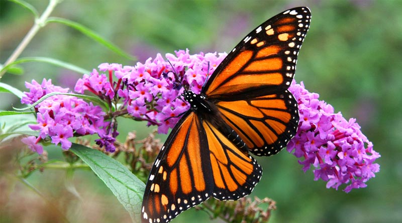 Migratory Eastern Monarch Butterflies Remain At Risk of Extinction