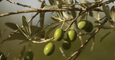 Field-Driven Insight: Olive Trials in Southern Spain