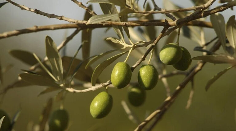 Field-Driven Insight: Olive Trials in Southern Spain