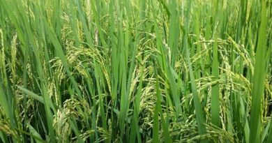 Iran Among Top 2 Basmati Buyers as India Ships 6.8 Lakh MT in Apr–Dec 2025