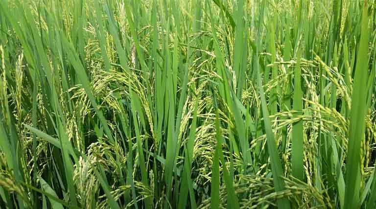 Iran Among Top 2 Basmati Buyers as India Ships 6.8 Lakh MT in Apr–Dec 2025