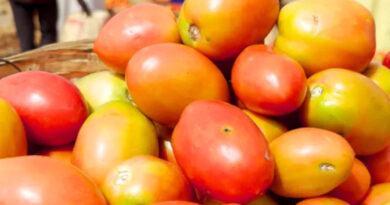 How Ai Can Help Reduce Food Loss And Waste In Nigeria’s Tomato Value Chain