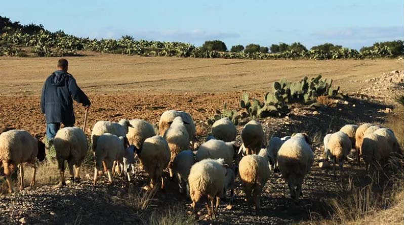 Pastoralism as a Viable Economic System, not a Last Resort