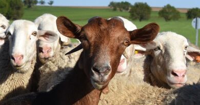 Parasite Season Ramps Up For Sheep And Goats Parasite Season Ramps Up For Sheep And Goats