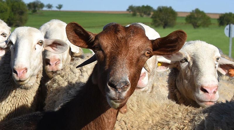 Parasite Season Ramps Up For Sheep And Goats