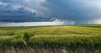 Euphorbia heterophylla Herbicide Resistance in Paraguay 2026: Multiple Resistance to ALS, PPO and Glyphosate Raises Concern Euphorbia heterophylla Herbicide Resistance in Paraguay 2026: Multiple Resistance to ALS, PPO and Glyphosate Raises Concern