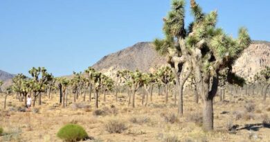 Saudi Arabia Restores One Million Hectares, Strengthening Global Land Resilience Efforts Saudi Arabia Restores One Million Hectares, Strengthening Global Land Resilience Efforts