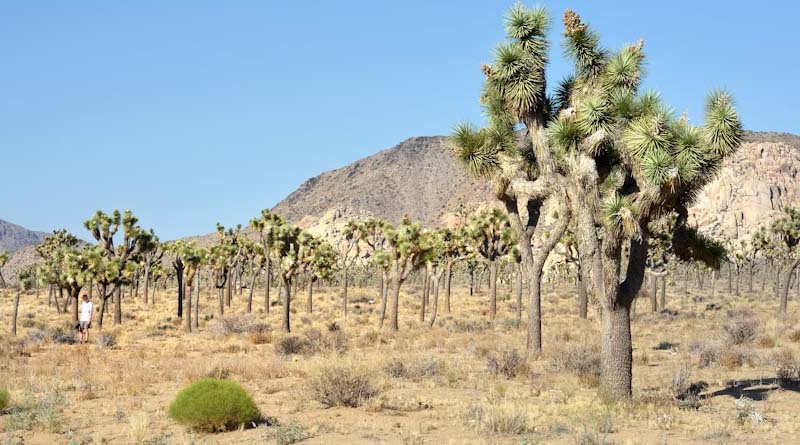 Saudi Arabia Restores One Million Hectares, Strengthening Global Land Resilience Efforts