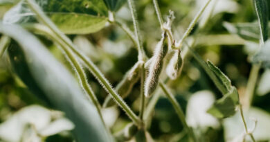 Illegal Seeds Market in Brazil Reaches 11% of Soybean Area