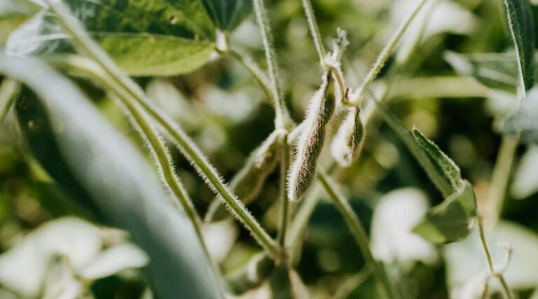 Illegal Seeds Market in Brazil Reaches 11% of Soybean Area