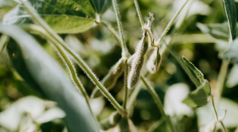 Illegal Seeds Market in Brazil Reaches 11% of Soybean Area