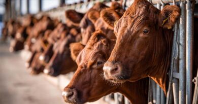 Construction on Nation's Largest Factory Farm Gas Facility Could Begin Imminently in Washington's Yakima Valley