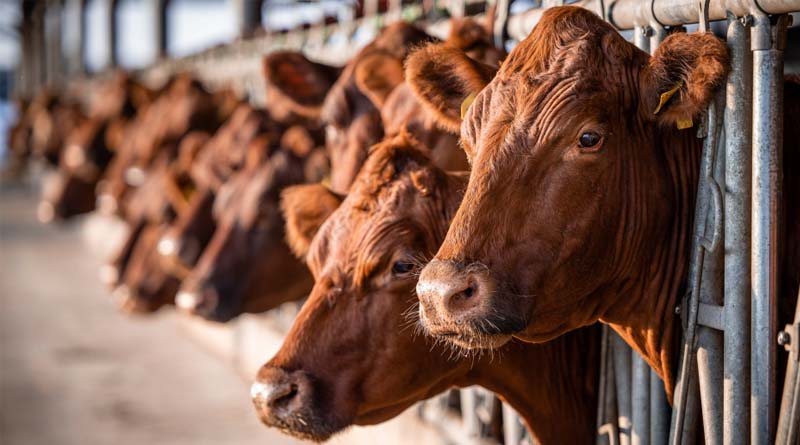 Construction on Nation's Largest Factory Farm Gas Facility Could Begin Imminently in Washington's Yakima Valley