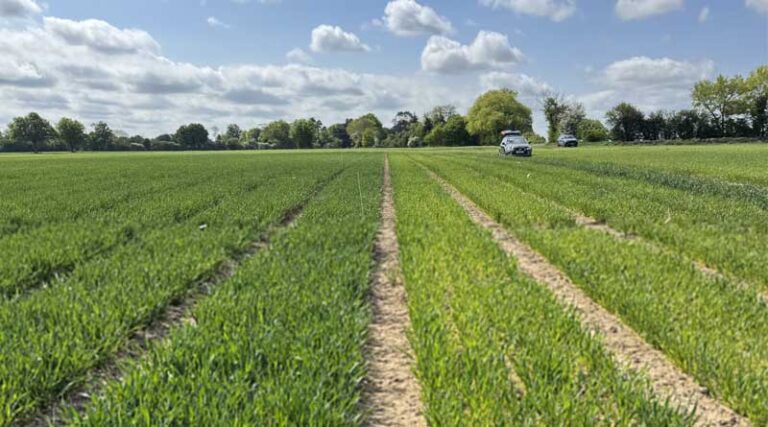 Precision Potassium Timing For Maximum Yield Impact