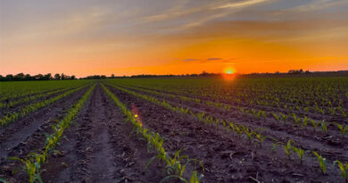 National Corn Growers Association President Applauds Release of RVO Numbers National Corn Growers Association President Applauds Release of RVO Numbers