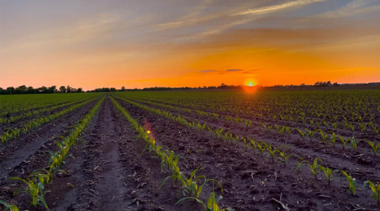 National Corn Growers Association President Applauds Release of RVO Numbers