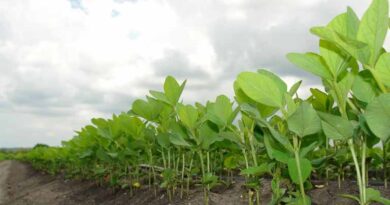Herbicide-Resistant Weeds in Soybean Systems Worldwide: A Growing Challenge for Global Agriculture Herbicide-Resistant Weeds in Soybean Systems Worldwide: A Growing Challenge for Global Agriculture