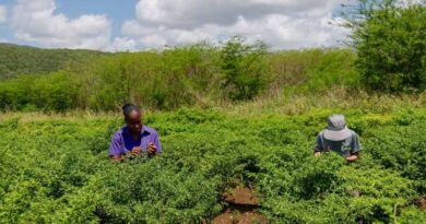 Green Climate Fund Approves $50 Million for FAO-Supported Adaptation Project In Jamaica Green Climate Fund Approves $50 Million for FAO-Supported Adaptation Project In Jamaica