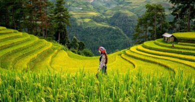 Seventh Meeting of China–Brazil Subcommittee on Agriculture Convenes