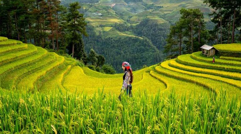 Seventh Meeting of China–Brazil Subcommittee on Agriculture Convenes