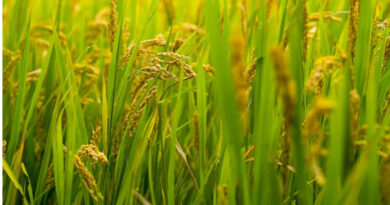 India Notifies Standard Pack Sizes for Bio-Fertilisers Under FCO; Effective April 1, 2026 India Notifies Standard Pack Sizes for Bio-Fertilisers Under FCO; Effective April 1, 2026