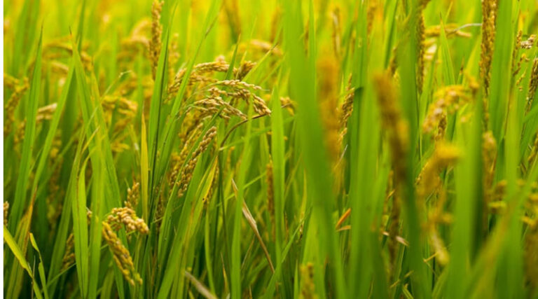 India Notifies Standard Pack Sizes for Bio-Fertilisers Under FCO; Effective April 1, 2026