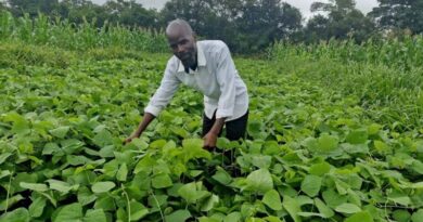 Food-feed-fertility: Feeding the soil, Livestock, and People in Zambia