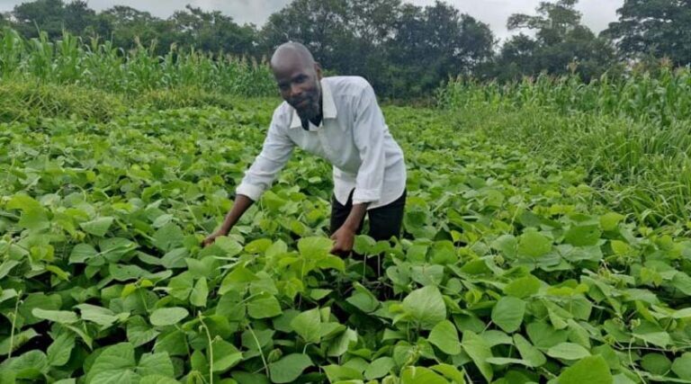 Food-feed-fertility: Feeding the soil, Livestock, and People in Zambia