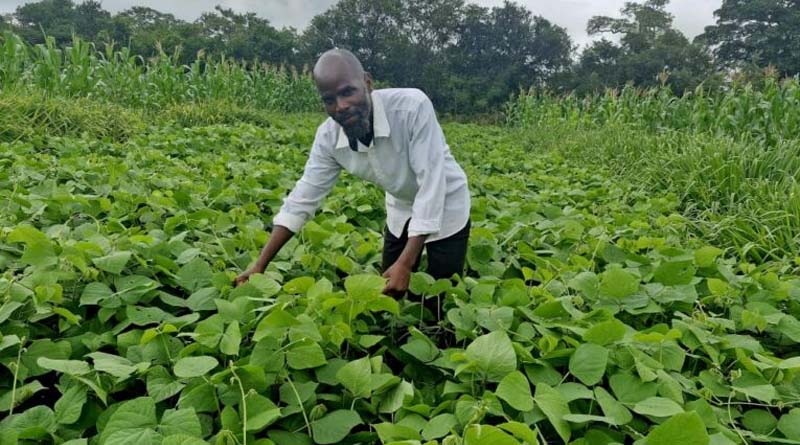 Food-feed-fertility: Feeding the soil, Livestock, and People in Zambia