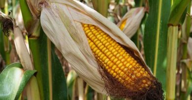 Herbicide-Resistant Weeds in Maize (Corn) : Global Trends, Species Distribution and Herbicide Groups Affected