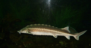 About 550,000 Chinese Sturgeon Released Into Wild