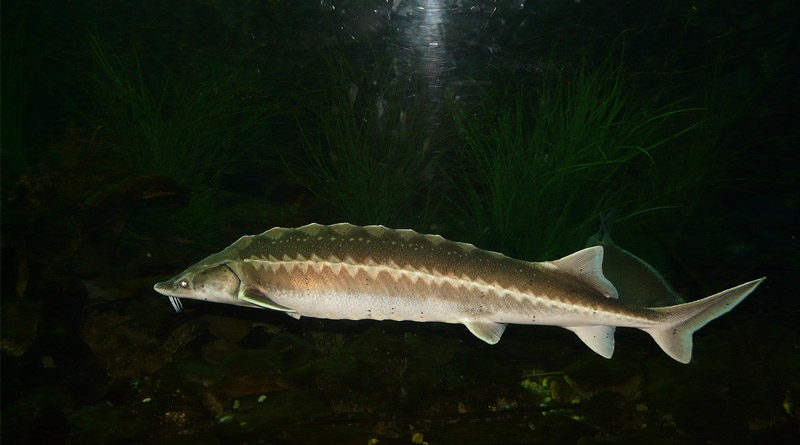 About 550,000 Chinese Sturgeon Released Into Wild