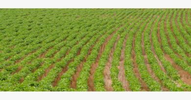 Controlling Marestail In Soybeans Controlling Marestail In Soybeans