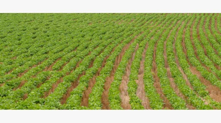 Controlling Marestail In Soybeans