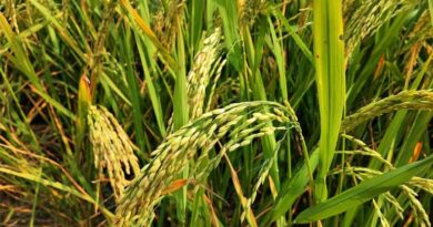 Herbicide-Resistant Weeds in Rice: Global Cases, Species, and Herbicide Modes of Action